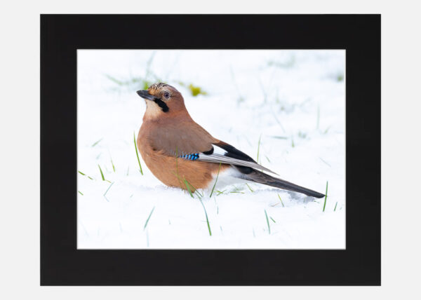 Jay in the snow - Image 6