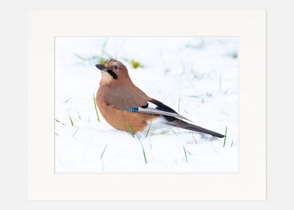 Jay in the snow - Image 7