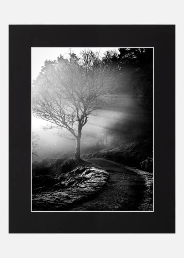 Mist through a Tree - Wicklow - Image 6