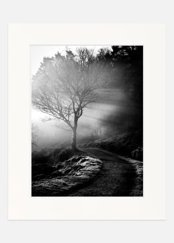 Mist through a Tree - Wicklow - Image 7