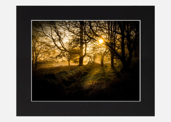 Misty Wood Wicklow - Image 6