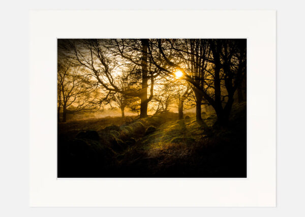 Misty Wood Wicklow - Image 7