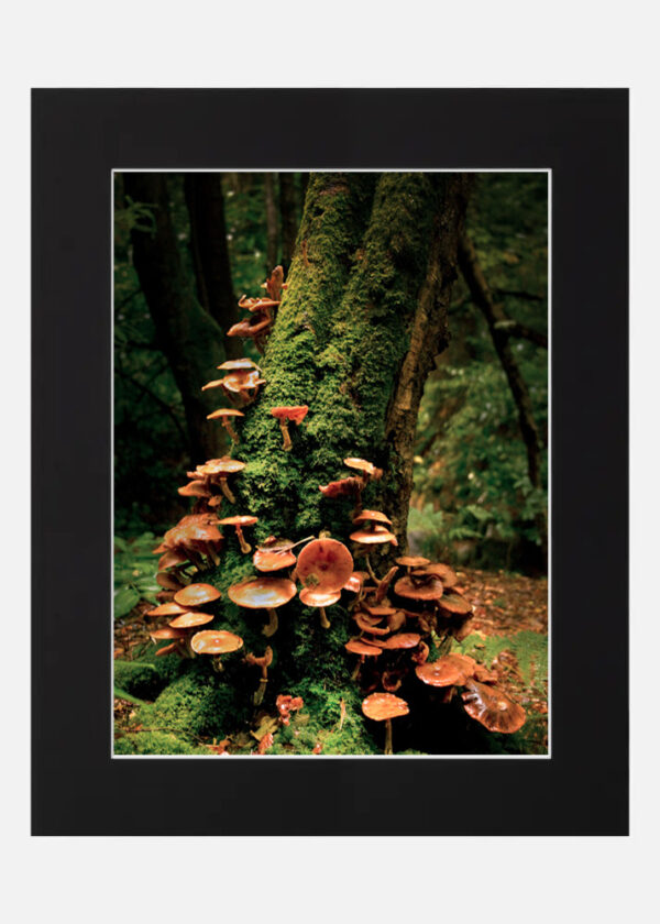 Mushroom tree - Massey woods - Image 6