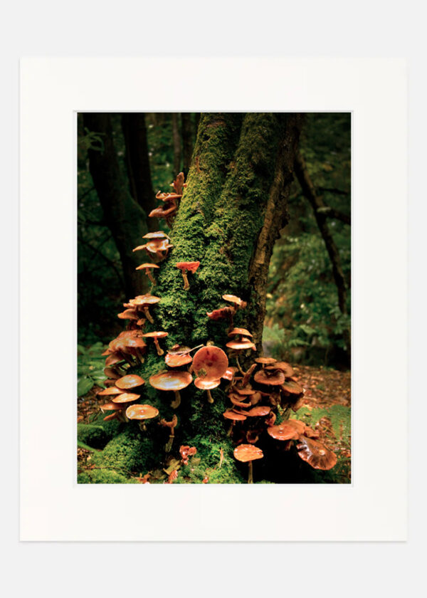 Mushroom tree - Massey woods - Image 7