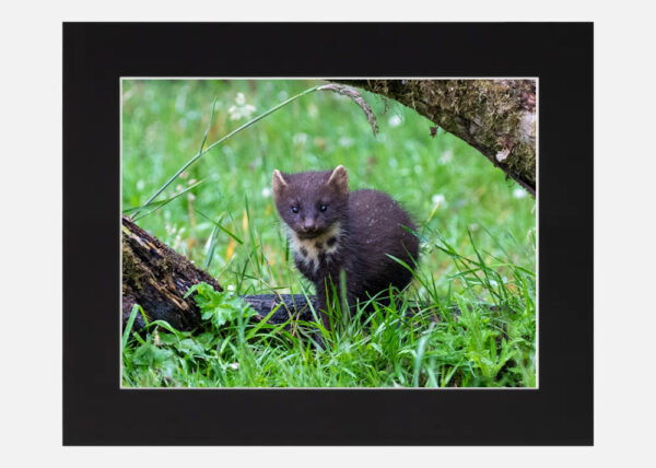 Pine Marten Kit - Image 6