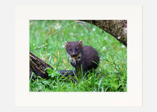 Pine Marten Kit - Image 7