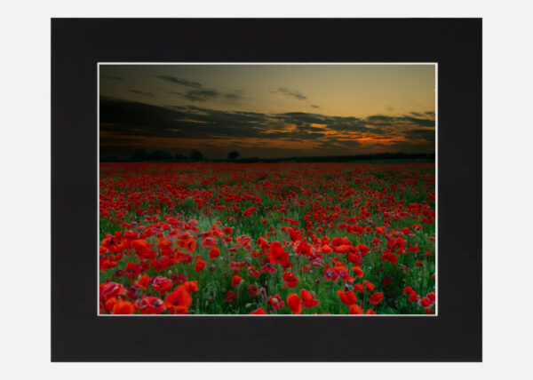Poppy Field at Sunset - Image 6