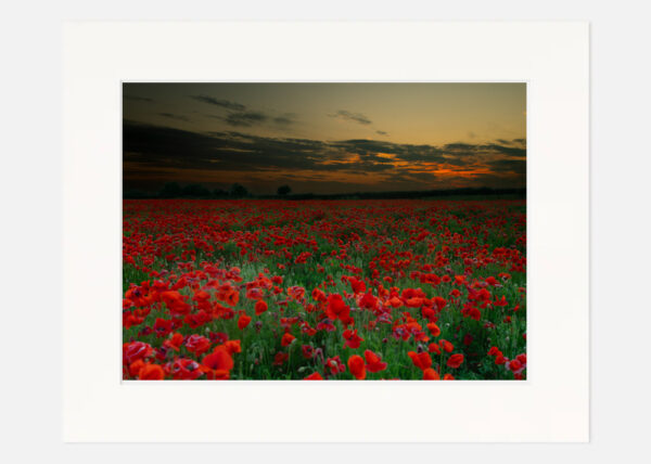 Poppy Field at Sunset - Image 7