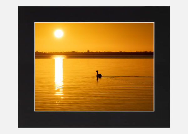 Swan at Sunset Lough Ennell - Image 6