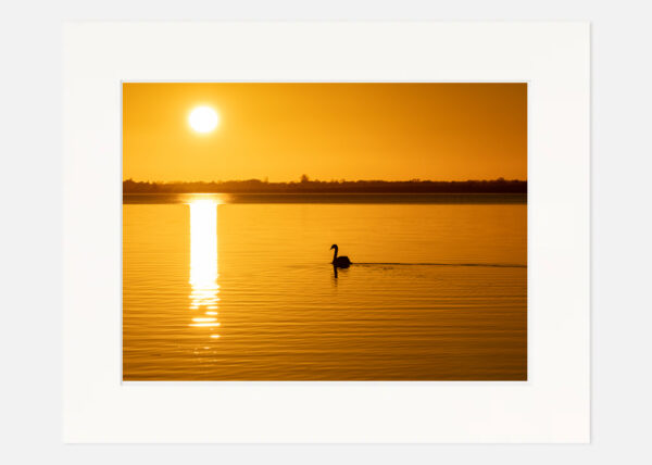 Swan at Sunset Lough Ennell - Image 7
