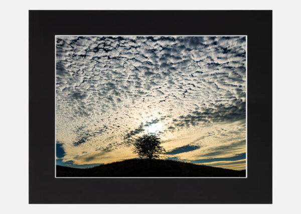 Tree in the Clouds - Phoenix Park - Image 6