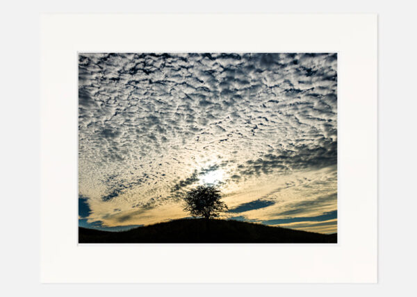 Tree in the Clouds - Phoenix Park - Image 7