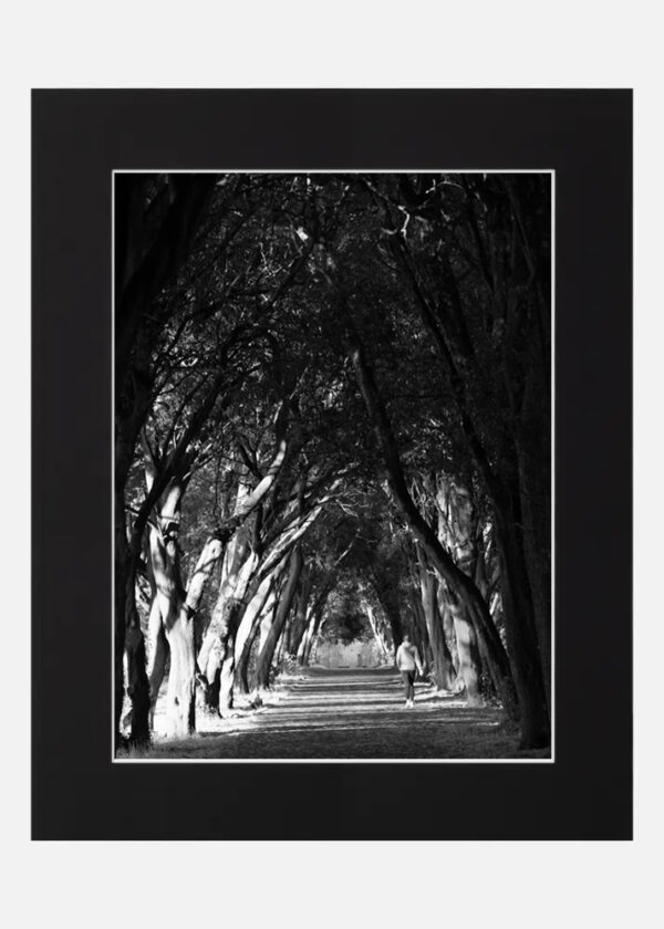 Tree walk - St Anne's park - Image 6