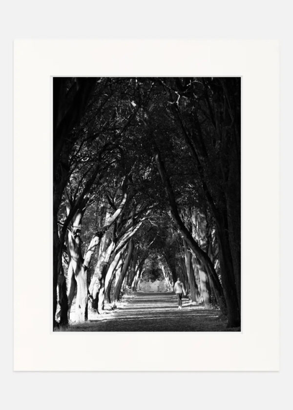 Tree walk - St Anne's park - Image 7