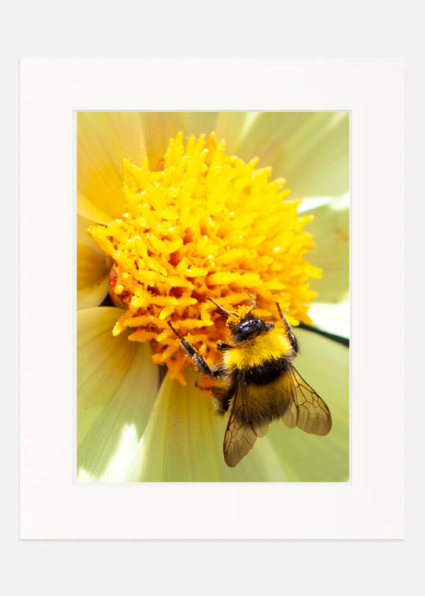 Bee on a Flower - Image 7