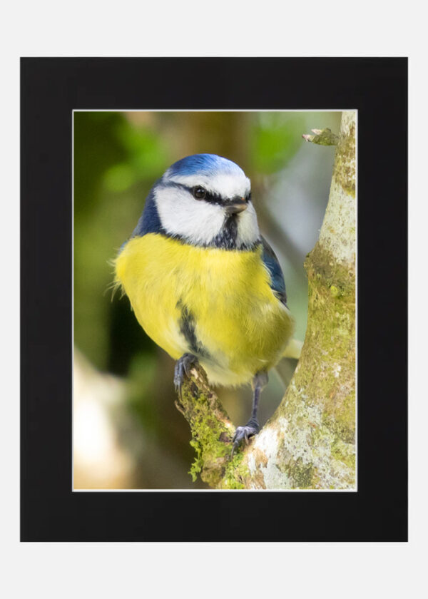 Blue Tit - Image 6