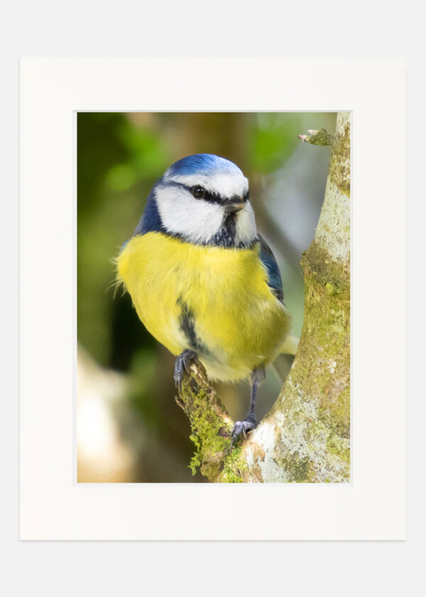 Blue Tit - Image 7
