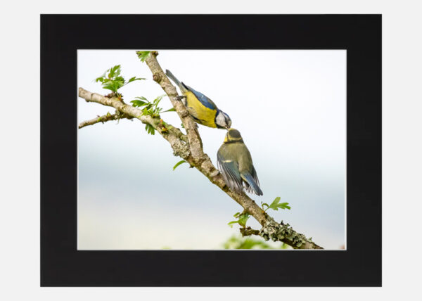 Blue Tit - Motherly Love - Image 6