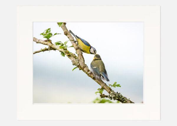 Blue Tit - Motherly Love - Image 7