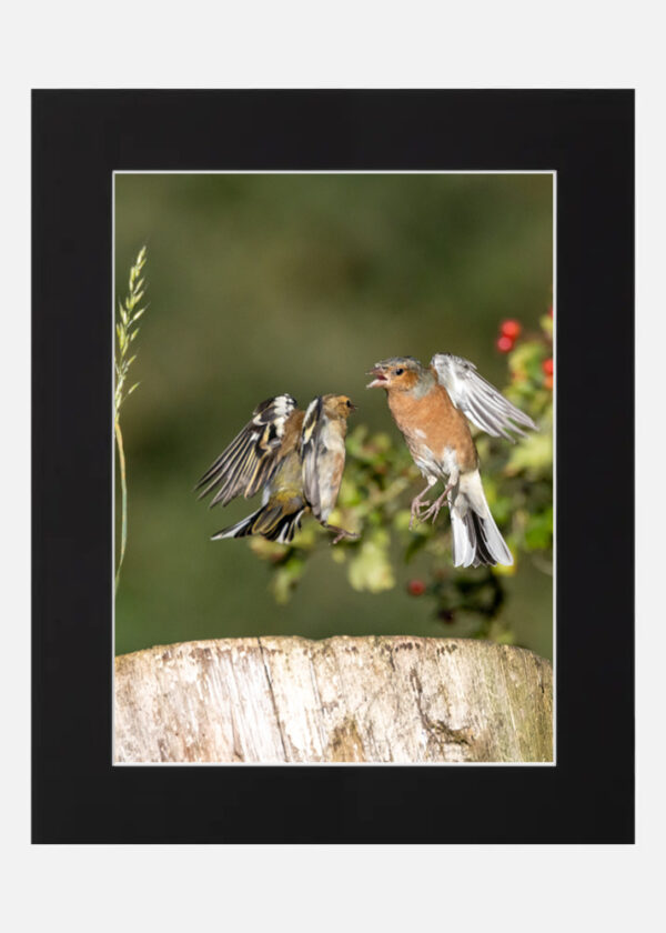 Chaffinch - Image 6