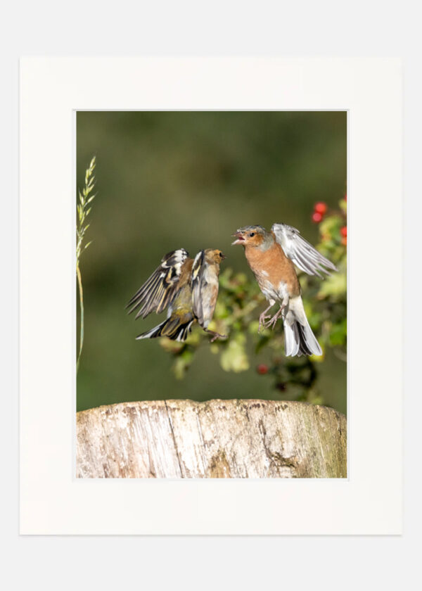 Chaffinch - Image 7