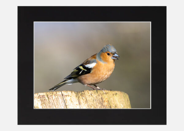 Chaffinch - Image 6