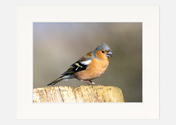 Chaffinch - Image 7