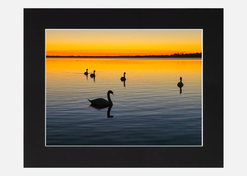 Swans at Sunset Lough Ennell Swans at Sunset Lough Ennell - Image 7