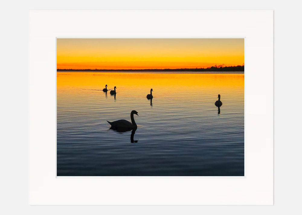 Swans at Sunset Lough Ennell Swans at Sunset Lough Ennell - Image 6