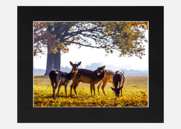 Deer Phoenix Park Dublin - Image 6