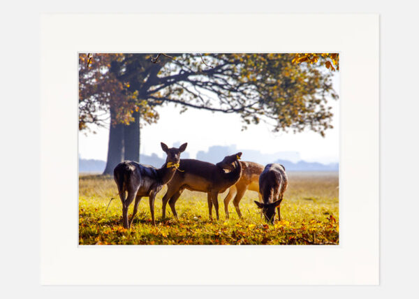 Deer Phoenix Park Dublin - Image 7