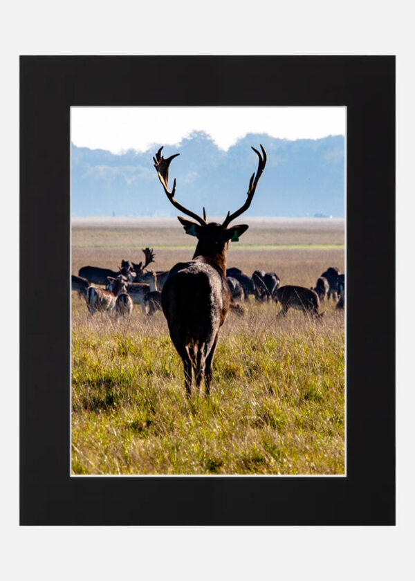 King of the Phoenix park - Dublin - Image 6