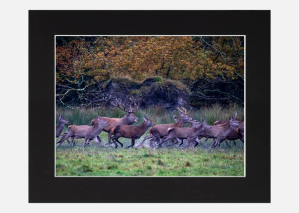 The Deer Rut Killarney - Image 6