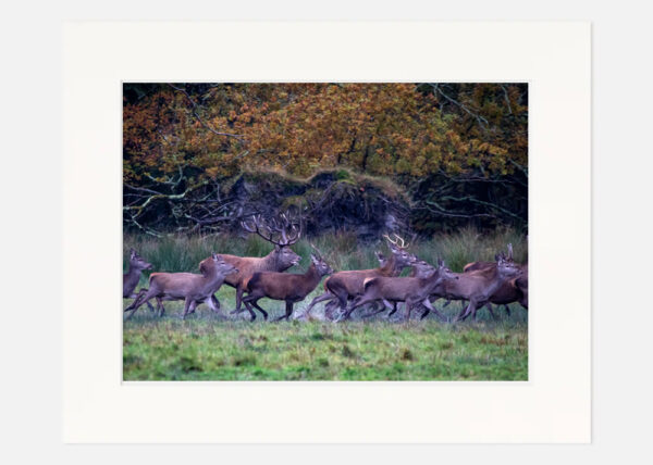 The Deer Rut Killarney - Image 7