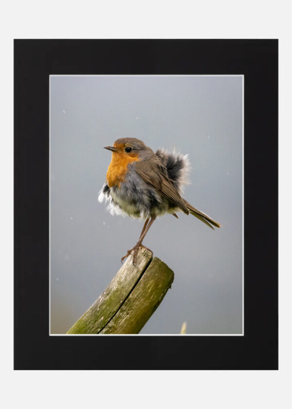 Fluffy Robin - Image 6
