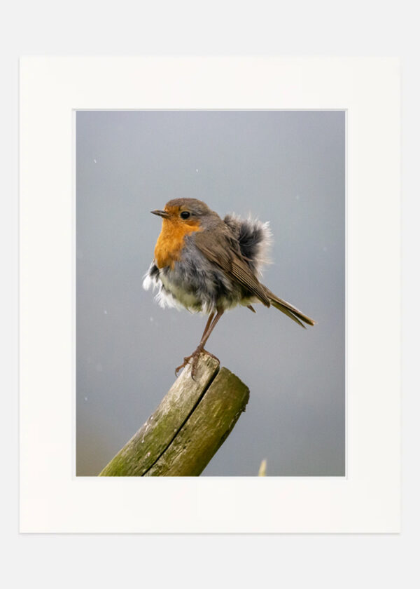 Fluffy Robin - Image 7