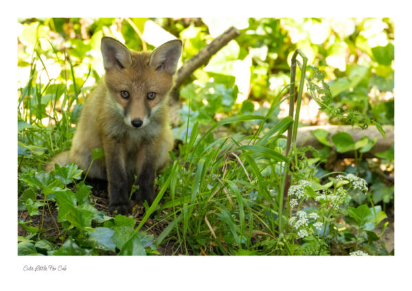 A cute little fox cub sitting in Green foliage