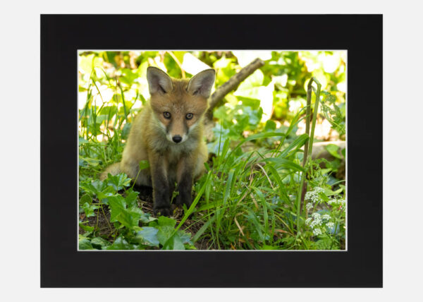 Cute Little Fox Cub - Image 6