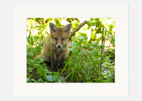 Cute Little Fox Cub - Image 7