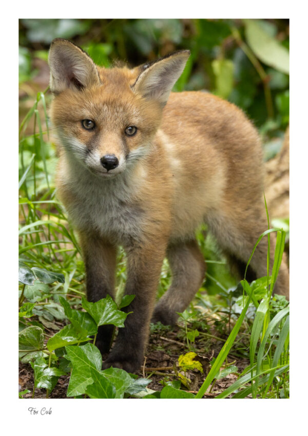 A cute little Fox Cub in green foliage looking so cute