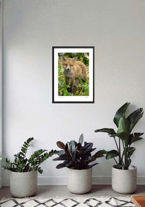 Cute Little Fox Cub - Image 6