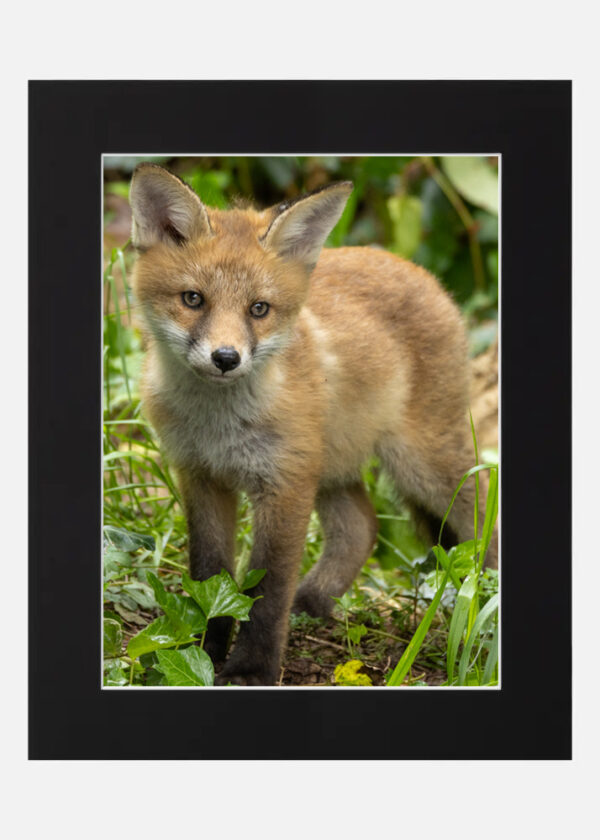 Cute Little Fox Cub - Image 7