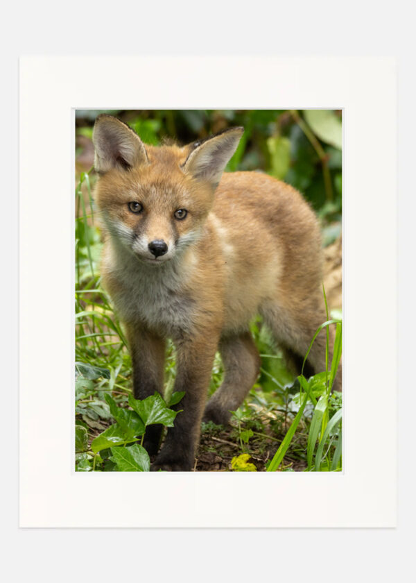 Cute Little Fox Cub - Image 8
