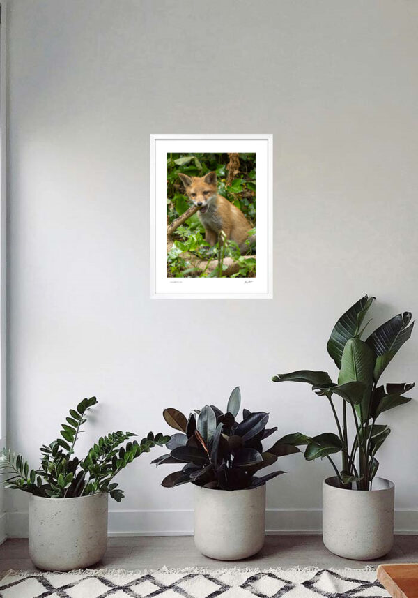 Cute Little Fox Cub - Image 5