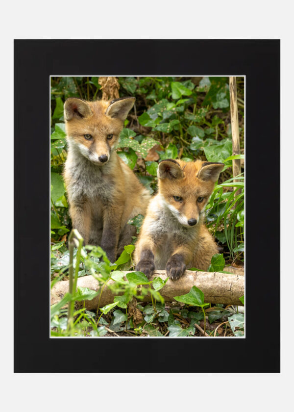 Cute Little Fox Cubs - Image 6