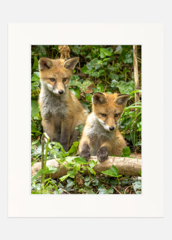 Cute Little Fox Cubs - Image 7