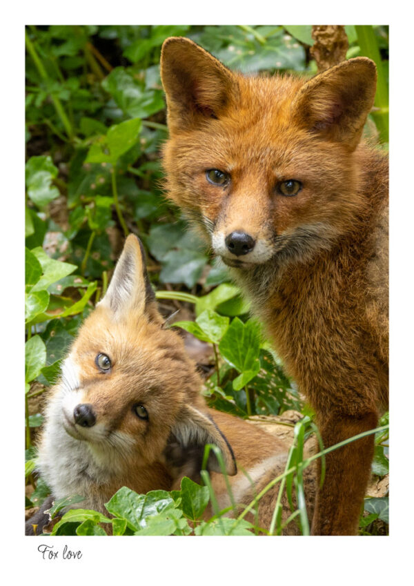 A Mother fox beside her Cub and the cup has his head sideways with really cute eyes