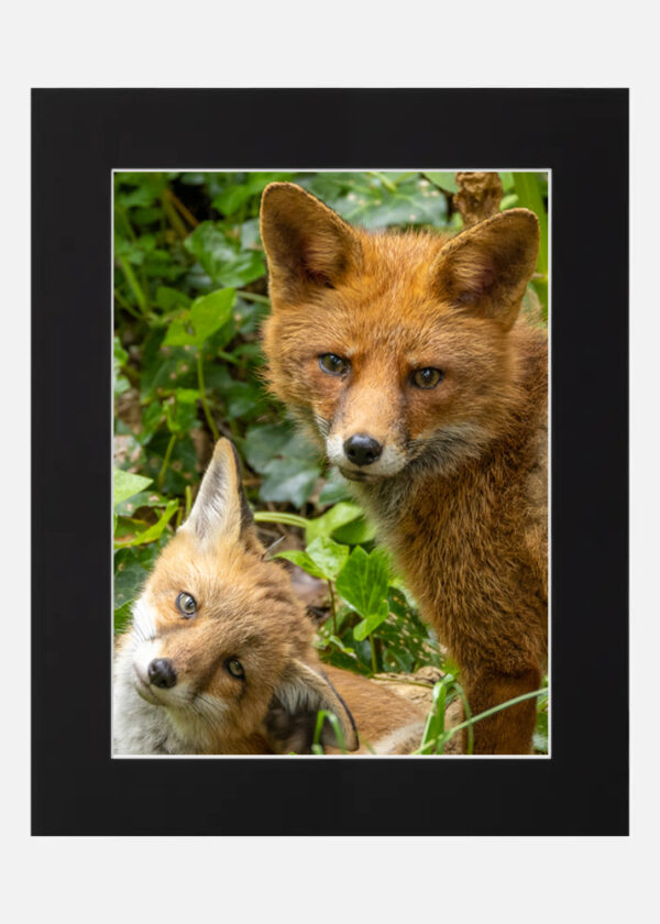 Fox Love - Image 6