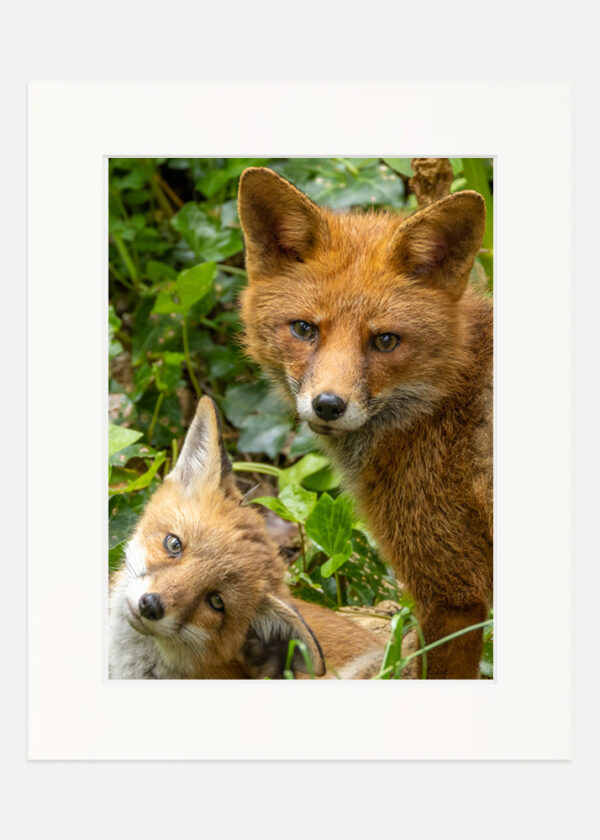 Fox Love - Image 7
