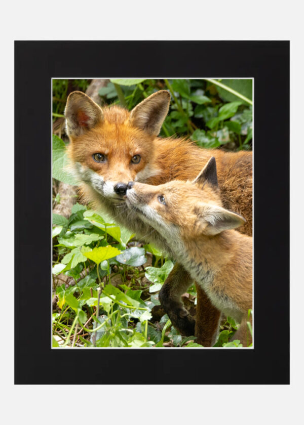 Fox Love - Image 6